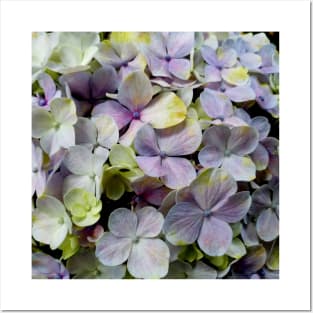 Hydrangea flower macro pattern Posters and Art